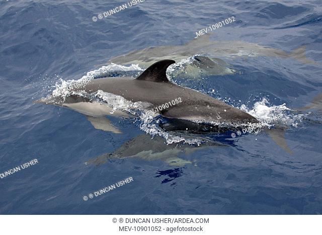 Long-beaked Common Dolphin (Delphinus capenis). resting on surface of sea - Azore Islands - North Atlantic