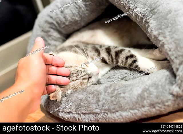 touch the cat sleep at a nest at home