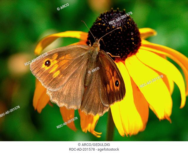 Small Heath Butterfly on Black-eyed Susan, Coenonympha pamphilus, Rudbeckia laciniata