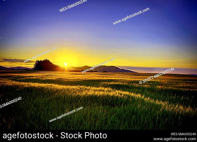 United Kingdom, Scotland, Midlothian, Barley field, Hordeum vulgare, at sunset