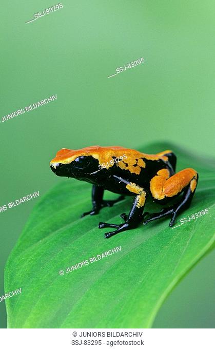 dendrobates galactonotus orange / splesh back poison frog