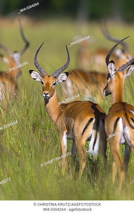 Impala (Aepyceros melampus), Maasai Mara National Reserve, Kenya, Africa