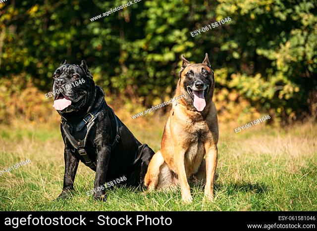 Red Malinois dog and black Cane Corso dog sitting together in grass. Big dog breeds