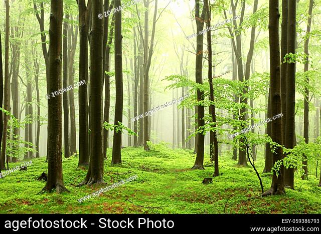 Spring beech forest in rainy, foggy weather, Bischofskoppe Mountain, May, Poland