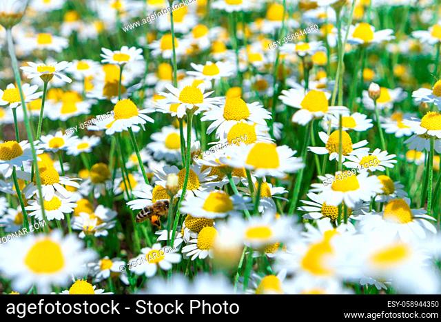 White flowers daisy chamomile on green field