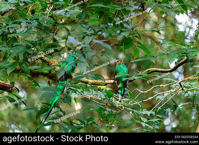 Quetzal birds wild male and female in Monteverde cloud forest reserve Costa Rica