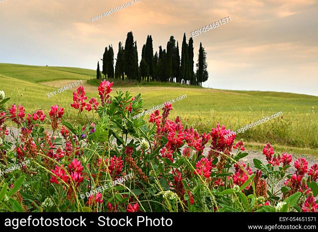 Val d'Orcia, Italy- June, 2019 : Cypress trees near San Quirico d'Orcia with Lupinella flowers in foreground and cloudy sky, Italy