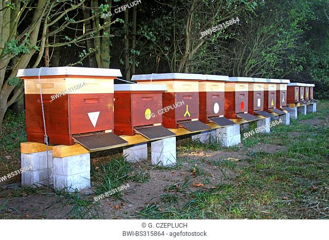 honey bee, hive bee (Apis mellifera mellifera), row of beehives, Germany, North Rhine-Westphalia