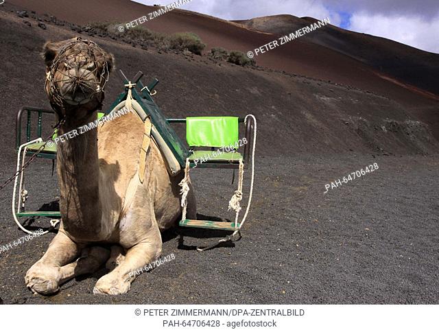 Camels have to wait for tourists in the Timanfaya National Park on the Canary Island Lanzarote, Spain, 09 October 2015. The Timanfaya National Park is in the...