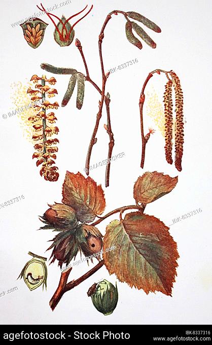 Common hazel (Corylus avellana), Hazelnut, Historic, digitally restored reproduction of a 19th century original