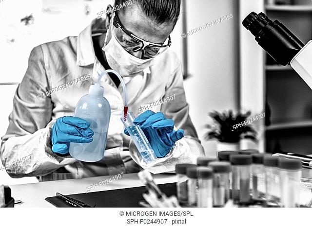 Forensic Science Laboratory. Forensic Scientist working in laboratory, extracting DNA