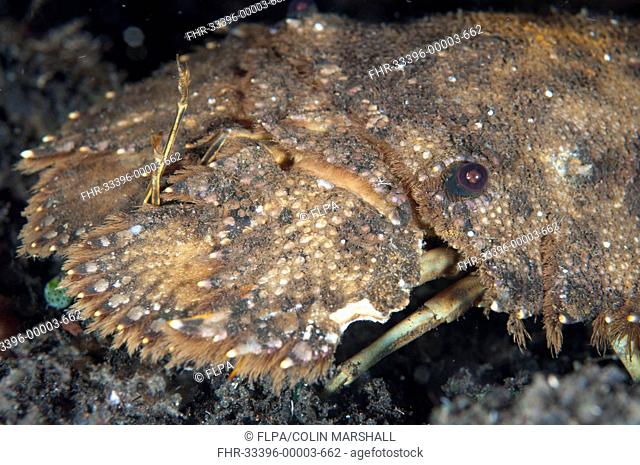 Sculptured Slipper Lobster (Parribacus antarcticus) adult, close-up of head and enlarged antennae plates, at shipwreck, USAT Liberty (US Army transport ship...