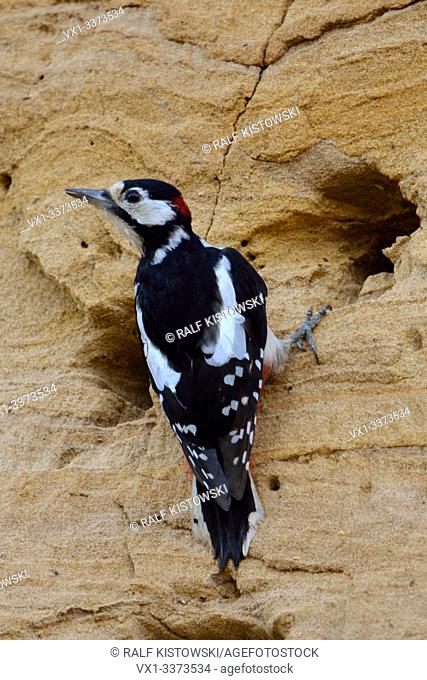 Greater / Great Spotted Woodpecker / Buntspecht ( Dendrocopos major ) adult male, nest robber, searching for food in a Sand Martin ( Bank Martin ) colony