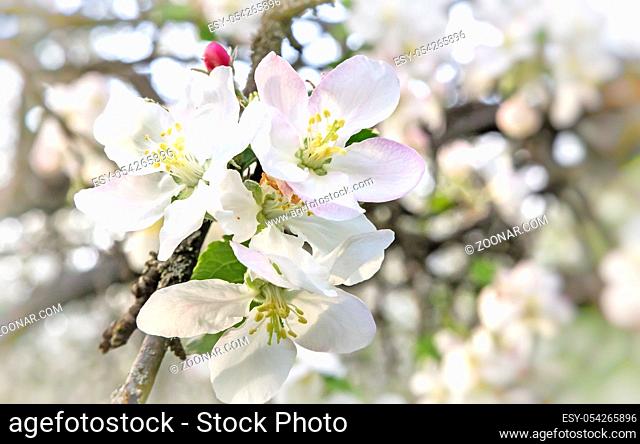 Branch of apple-tree with plenty of white-pink colors and buds in a green garden in spring