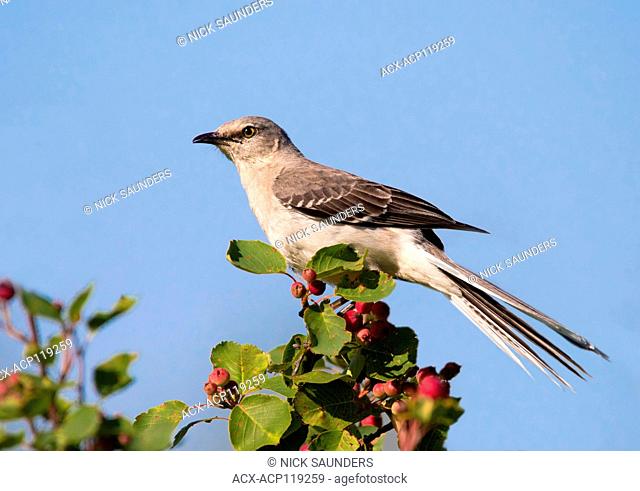 A male Northern Mockingbird, Mimus polyglottos, singing from a Saskatoonberry bush in Biggar, Saskatchewan