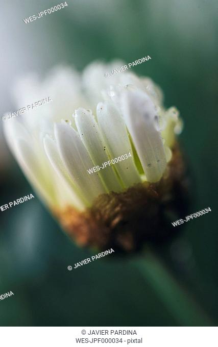 Detail of a Osteospermum flower