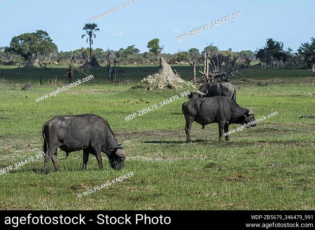 African buffalos or Cape buffalos ( Syncerus caffer) grazing on the floodplains in the Gomoti Plains area, a community run concession