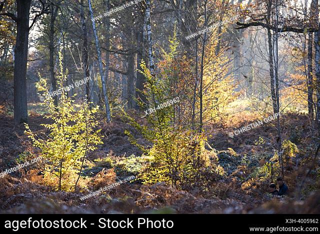 Forest of Rambouillet, Haute Vallee de Chevreuse Regional Natural Park, Yvelines department, Ile-de-France region, France, Europe