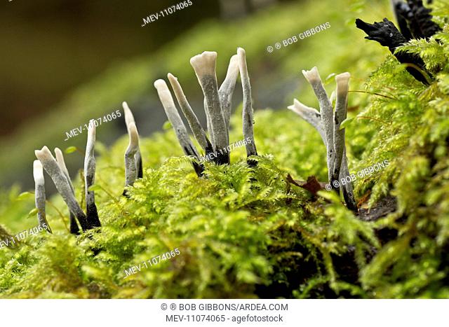 Candlesnuff Fungus on mossy log Autumn Wilts, UK