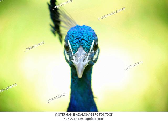 blue peacock looking at camera