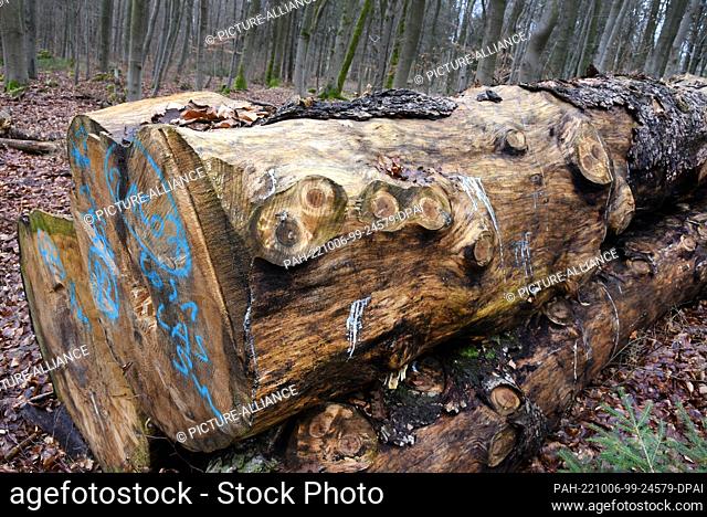 03 January 2022, Saxony-Anhalt, Stolberg: Marked logs lie in a forest near Stolberg in the Harz Mountains. In the forests of Saxony-Anhalt