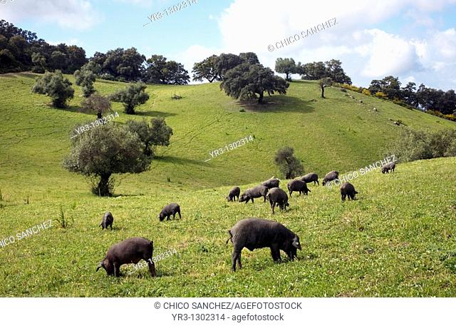 Spanish Iberian pigs, the source of Iberico ham known as pata negra, graze in a daisy field in Prado del Rey, Sierra de Cadiz, Cadiz province, Andalusia, Spain