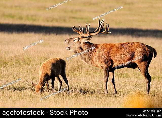 Red deer (Cervus elaphus), stag and doe in rut, North Rhine-Westphalia, Germany