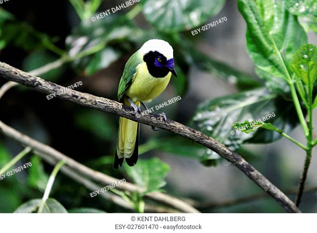 one lovely and noisy exotic bird many buetiful color