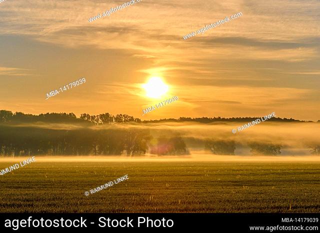 Field landscape, forest, tree, fog, sunrise, spring, Drei Gleichen, district Gotha, Thuringia, Germany
