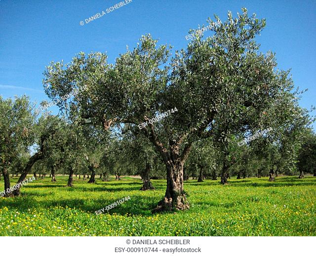 Olivenhain auf Sizilien