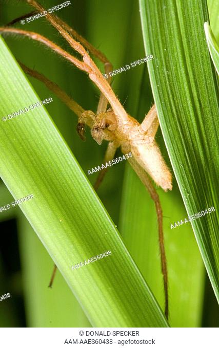 Nursery web spider hunting in grass (Pisaurina mira) Ithaca, NY