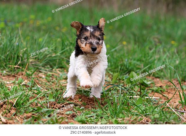 Dog Wire Fox Terrier / puppy running in a meadow