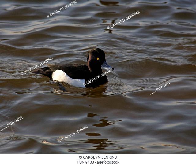 Tufted duck Aythya fuligula on lake in Poole Park, Dorset, in January