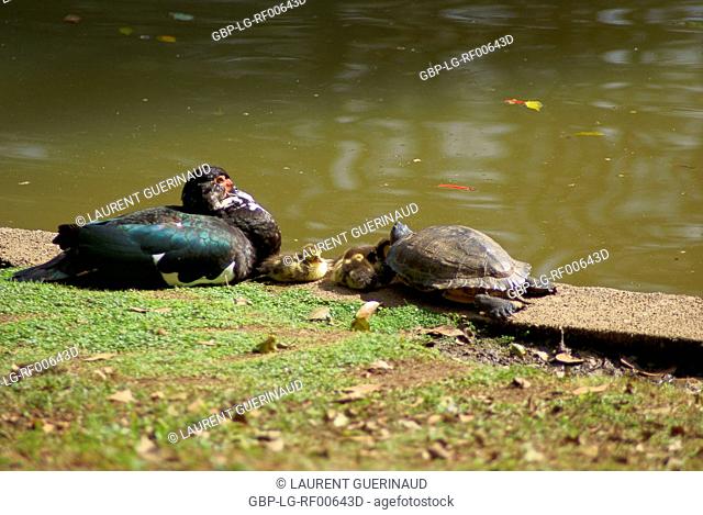 Animal, Duck-savage, Turtle, Horto Florestal Park, São Paulo, Brazil