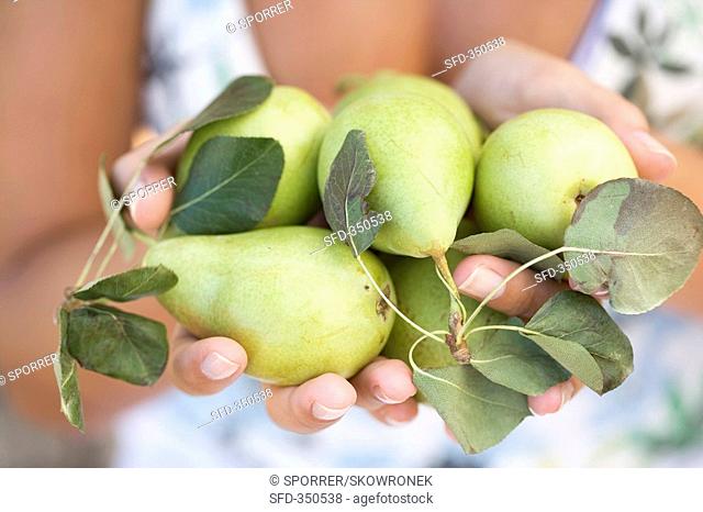 Hands holding fresh pears