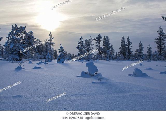 Trees, Europe, Finland, Kiilopää, scenery, landscape, Lapland, light mood, snow, Urho Kekkonen, national park, winter