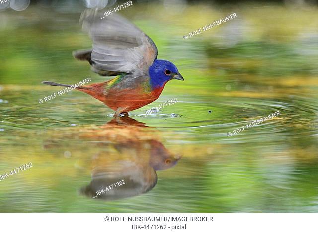 Painted Bunting (Passerina ciris), male bathing, Hill Country, Texas, USA