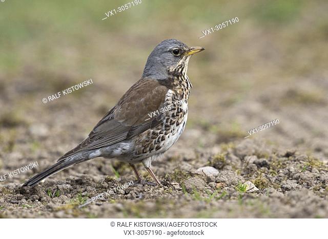 Fieldfare ( Turdus pilaris ) in its breeding dress, standing on the ground, watching attentive, detailed side view, wildlife, Europe