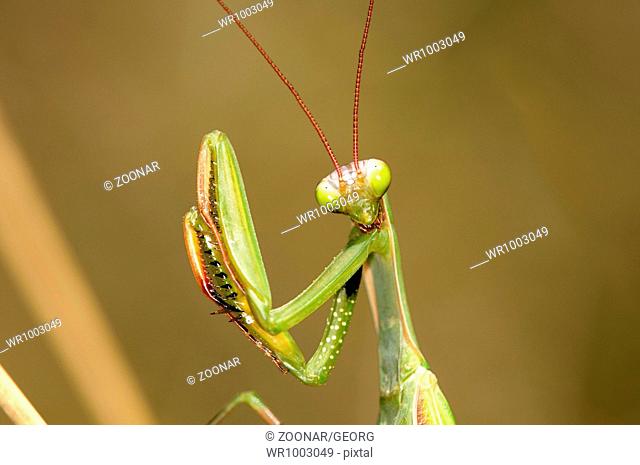 European praying mantis