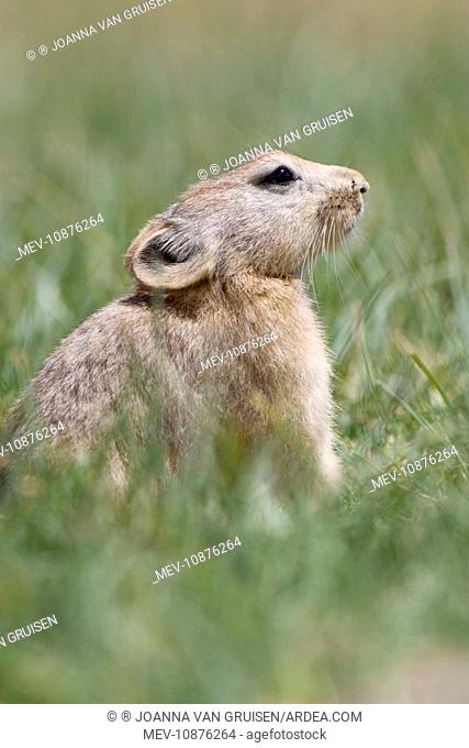 Mouse Hare / Plateau Pika (Black-lipped pika) (Ochotona curzoniae). Tso Kar basin Ladakh Changthang, India