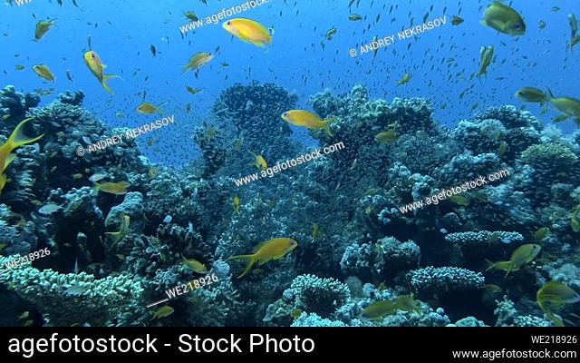 Massive school of Lyretail Anthias (Pseudanthias squamipinnis) and Glassfish swims near coral reef. Underwater life on coral reef in the ocean