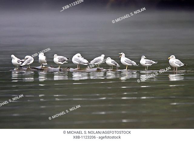 Gulls on a log in Southeast Alaska