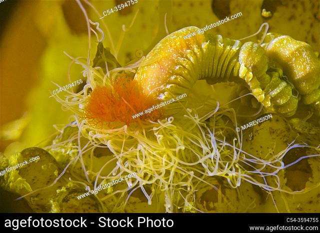 Bristle worm. Spaghetti worm. Strawberry worm (Eupolymnia nebulosa). Eastern Atlantic. Galicia. Spain. Europe