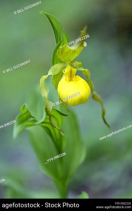 Large Yellow Lady's Slipper Orchid (Cypripedium parviflorum) - Hendersonville, North Carolina, USA