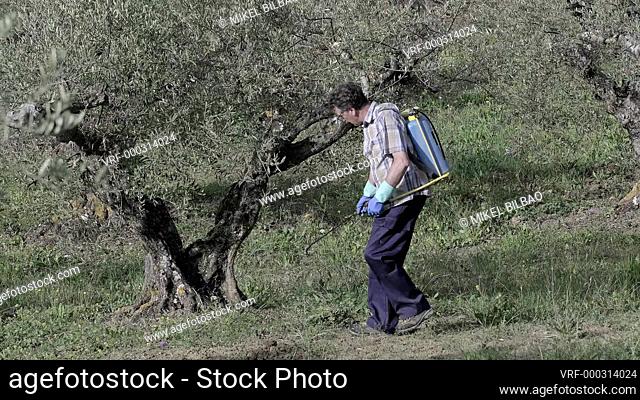 Man spraying herbicide in a field of olive trees. 4K. Bargota, Navarra, Spain, Europe