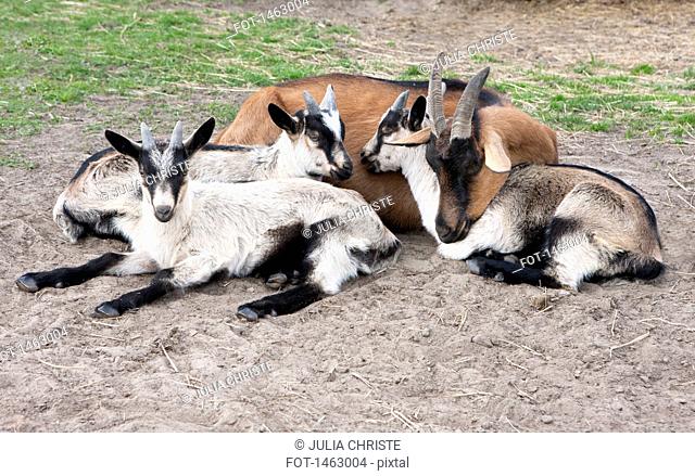 High angle view of goats relaxing on field