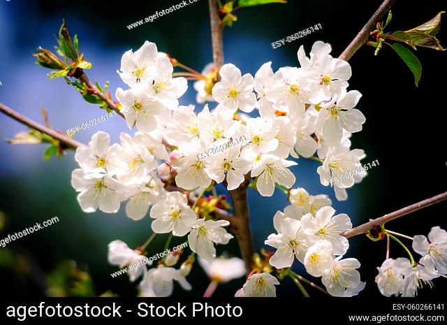 Closeup photo of a blooming apple tree, dark background for contrast