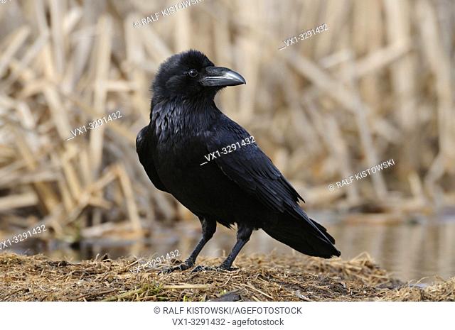 Common Raven / Kolkrabe ( Corvus corax ) perched on the ground, detailled close-up, black shining plumage, watching attentively, wildlife, Europe