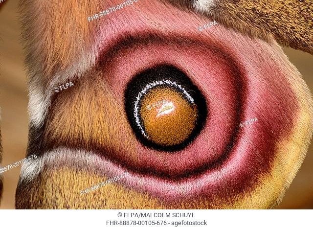 Suraka Silk Moth (Antherina suraka) close-up of rear eyespot, native to Madagascar, captive bred