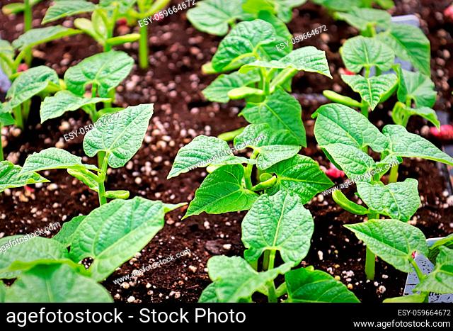 Rows of young bean plants growing in soil